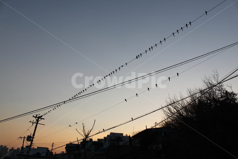 까치,하늘,새,노을,전봇대,새떼,새들,오후,bird,sunset