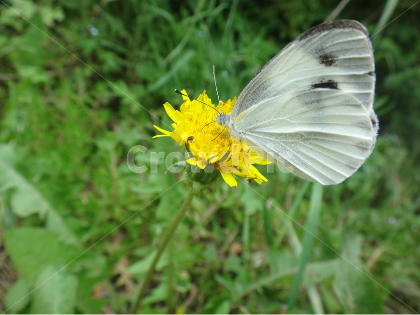 풀잎,민들레,나비,자연,초록,식물,자연,plants,nature,꽃,flower,동물,animal,곤충,벌레,insect,bug