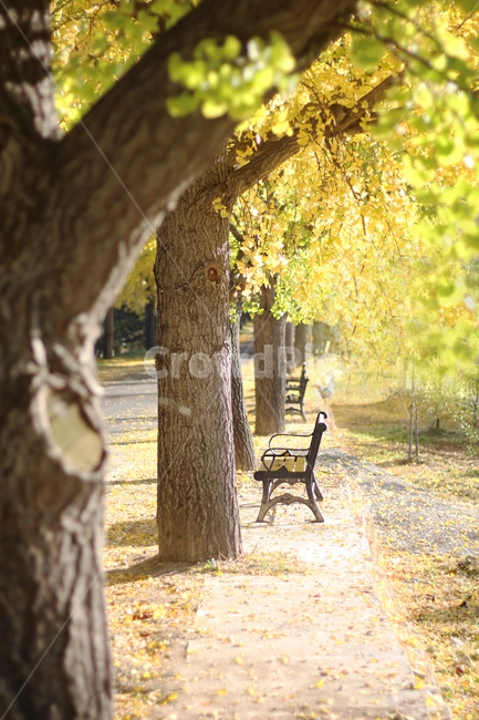 가을,은행나무,가을길,낙엽,벤치,휴식,가을,계절,fall,autumn,season,휴식,힐링,rest,relaxation,healing,tree,나무,plant,식물,tree trunk,나무 줄기