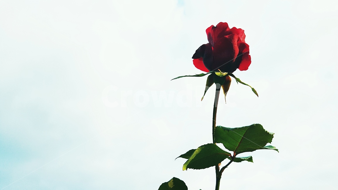 rose,장미,plant,식물,blossom,꽃,flower,하늘,sky,red,꽃,flower