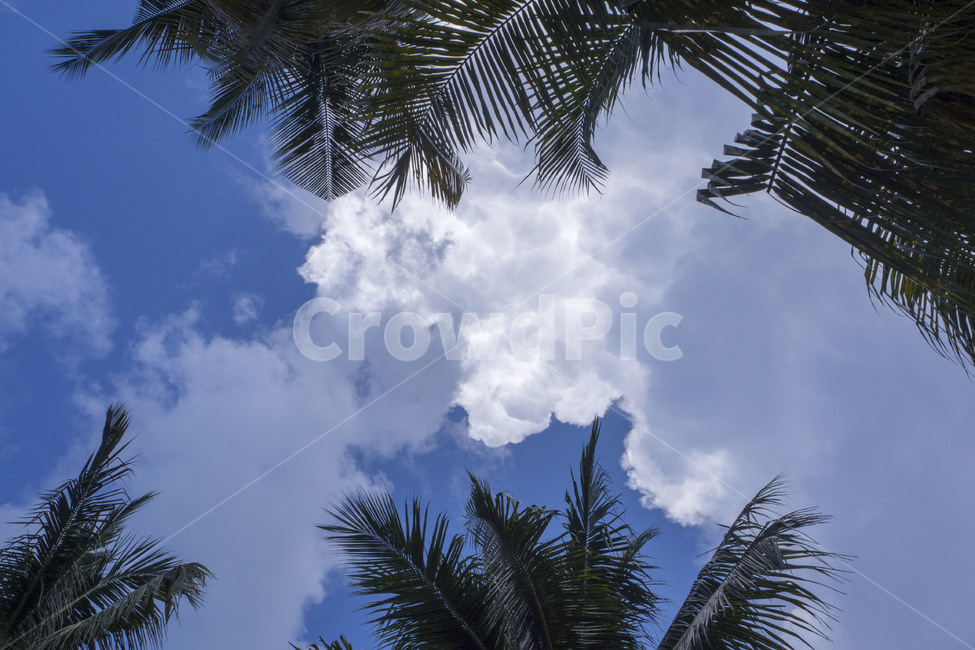 하늘,sky,구름,cloud,야자수,palmtree,맑은하늘,자연,풍경,nature,landscape,tree,나무,plant,식물