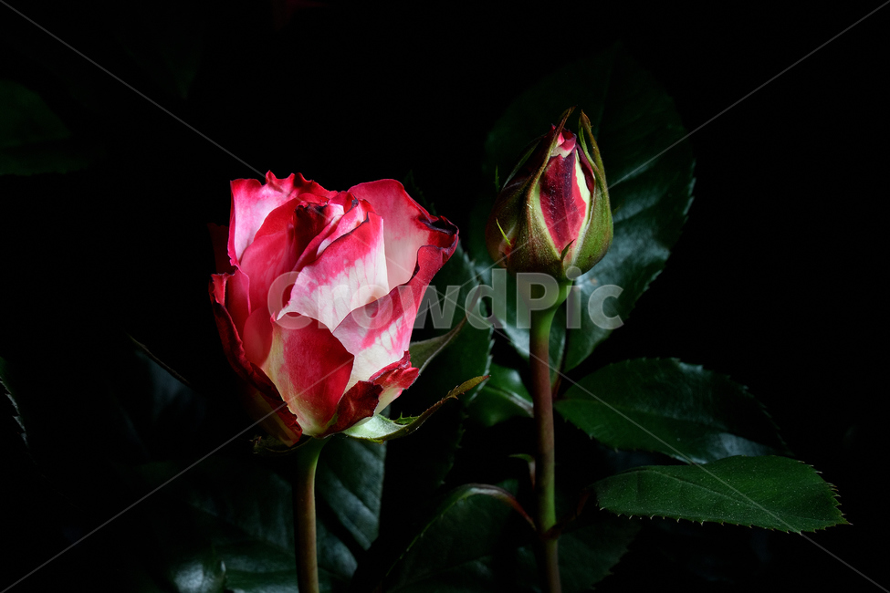 장미,장미꽃,꽃사진,식물,꽃,식물,자연,plants,nature,꽃,flower