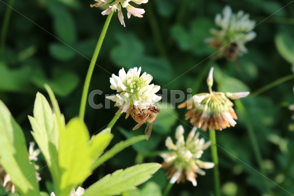 usagikusabana,bee,yellow,rabbitgrassflower,white,shokubutsu,plants,insect,hana,kiiro,green,nature,midori,hachi,konchuu,flower,shiro,plant