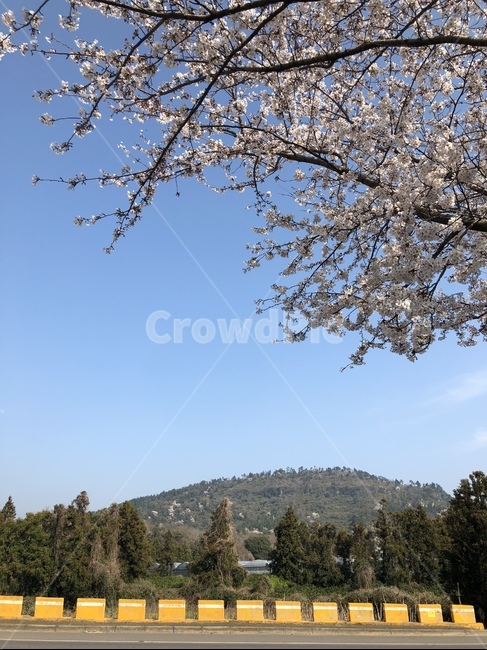 제주도,풍경,자연,하늘,벚꽃,자연,풍경,nature,landscape,plant,식물,tree,나무