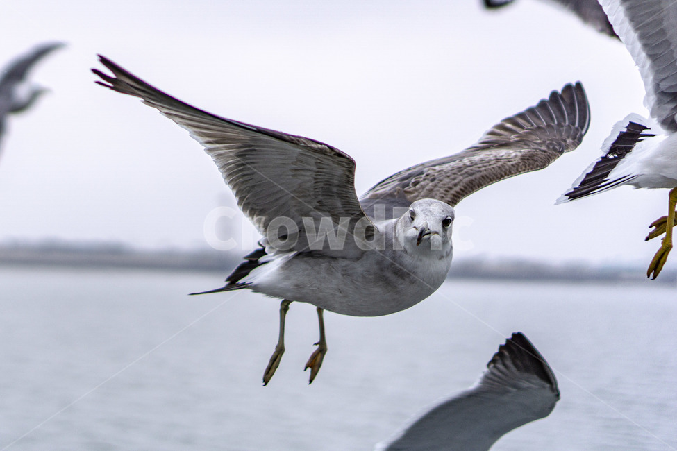 갈매기,새,bird,seagull,sea,바다,새떼,seagulls,animal,동물,flying,동물,animal,조류,새,birds