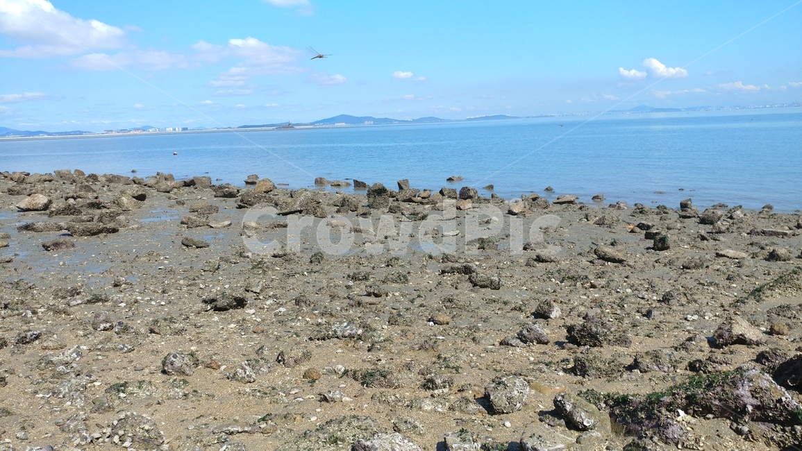 ground,바닥,바다,잠자리,자연,해변,바다,beach,sea