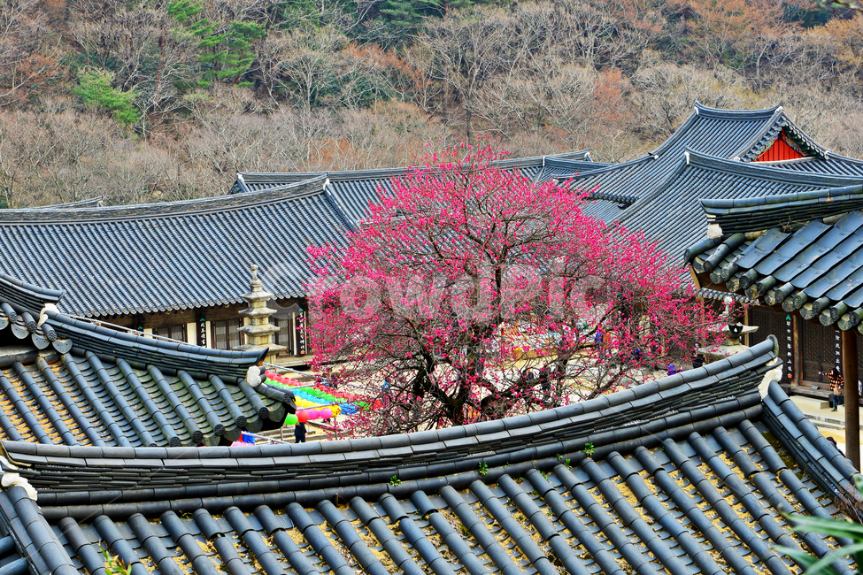 전남,구례,화엄사,흑매,홍매화,사찰,절,봄,계절,roof,지붕