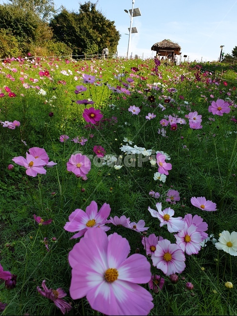 plant,식물,꽃,코스모스,가을풍경,원두막