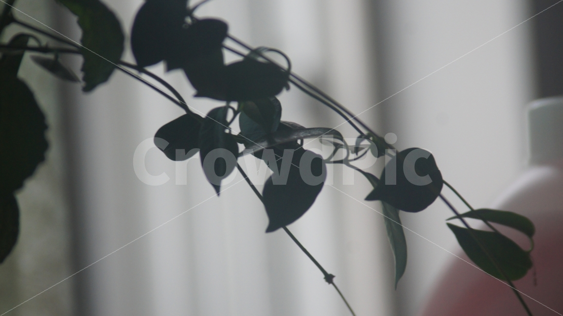 집에서,아웃포커싱,식물,은은한,자연,식물,자연,plants,nature,감성,sensible,feeling