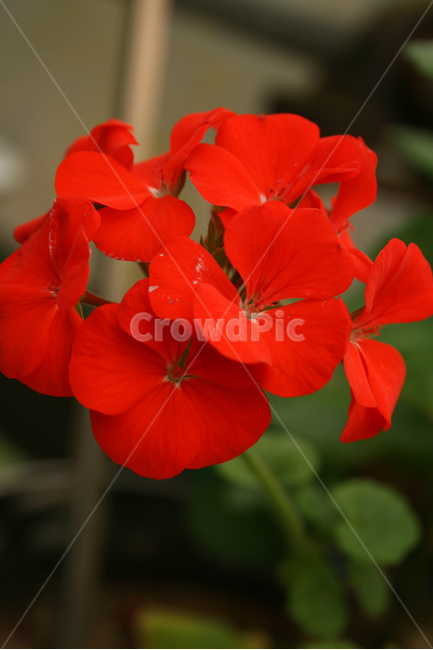 목성제라늄,제라늄,식물,flower,plants,nature,꽃,꽃봉오리,식물,자연,plants,nature,꽃,flower