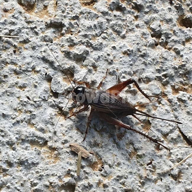 insect,곤충,동물,animal,귀뚜라미,곤충,벌레,insect,bug