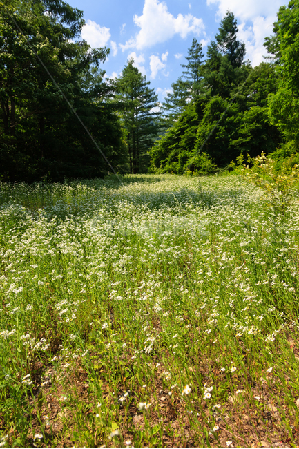 메밀꽃,메밀밭,여름,야생,농촌,오대산,꽃,자연,풍경,nature,landscape,grassland,목초지,field,들,outdoors,옥외,rural,farm,농장,meadow