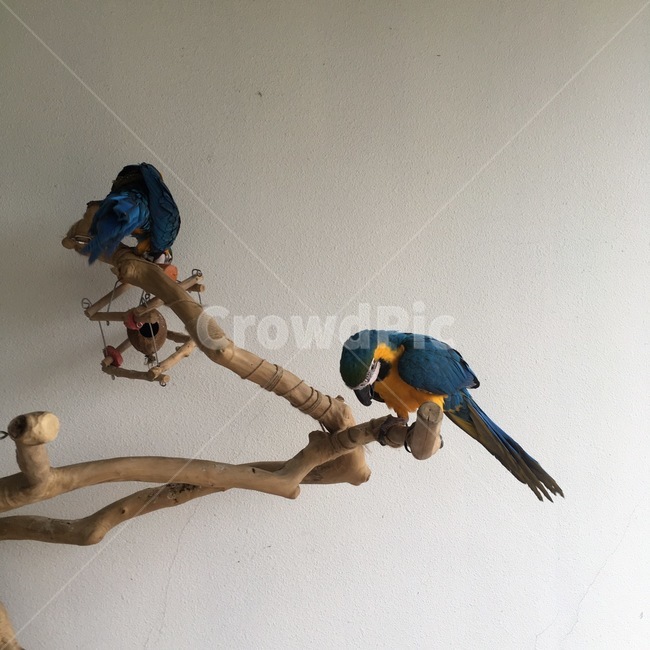 동물원,동물,앵무새,새,나무,조류,새,birds