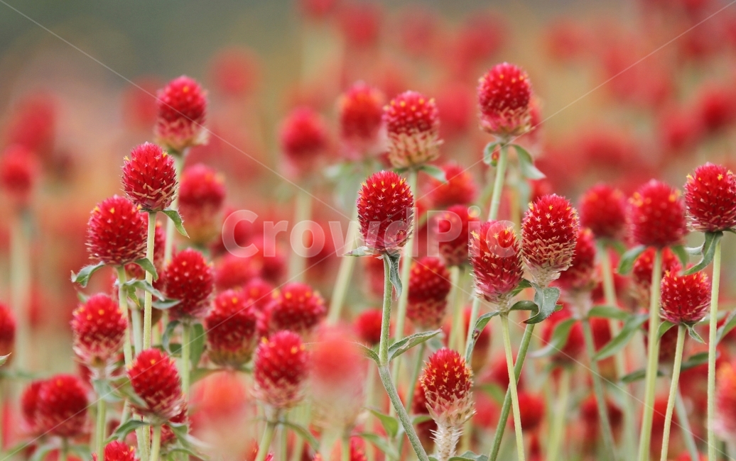 꽃,식물,천일홍,자연,감성사진,식물,자연,plants,nature,꽃,flower