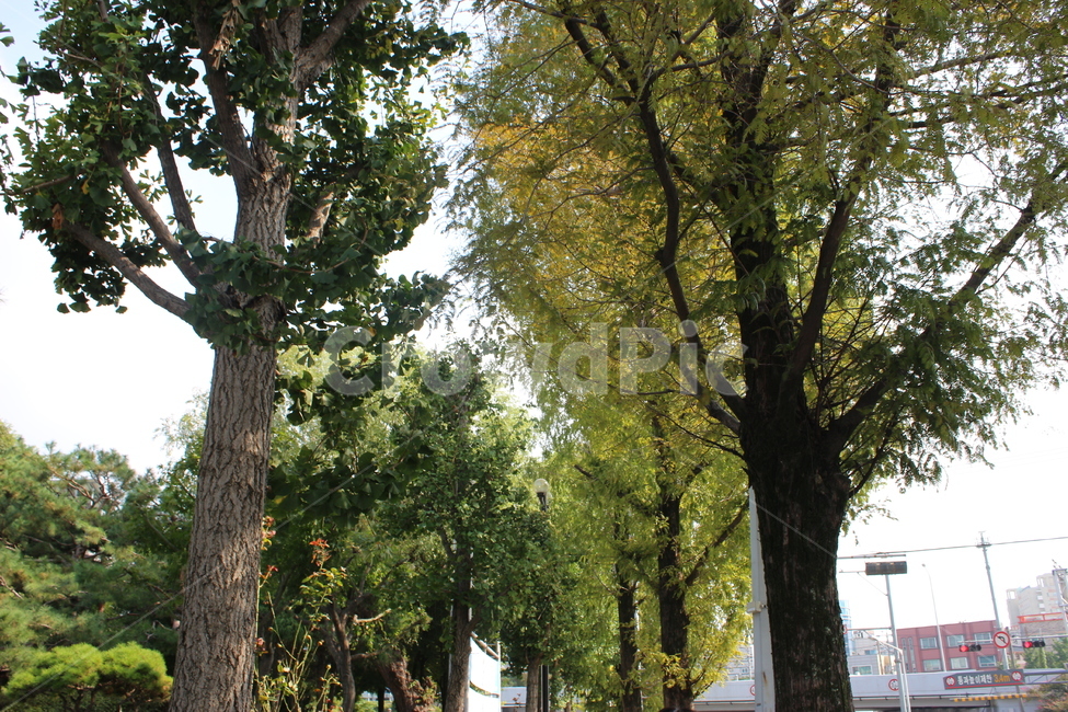 tree,나무줄기,옥외,outdoors,treetrunk,식물,plant,식물,자연,plants,nature,나무,trees,wood