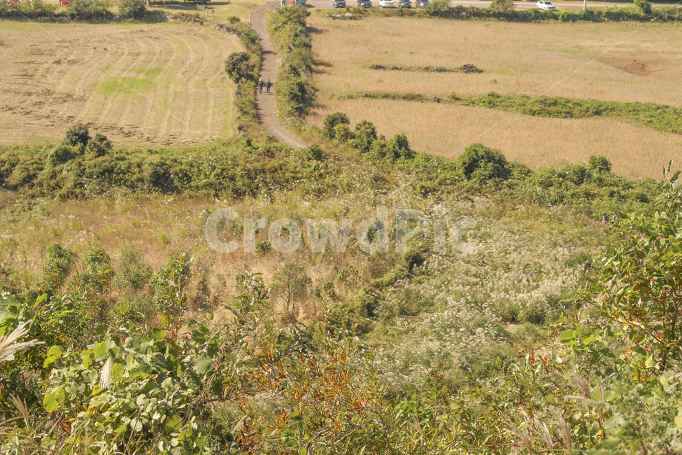 숲,제주도,자연,나무,풍경,수풀,오름,자연,풍경,nature,landscape,outdoors,옥외,grassland,목초지,field,들