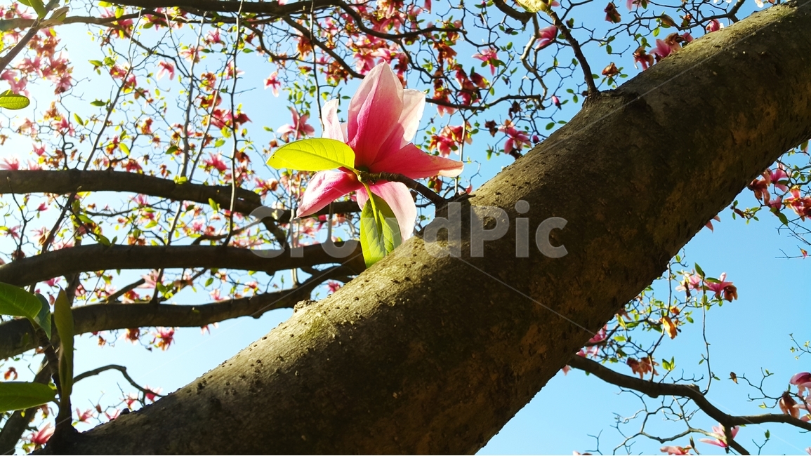 목련,목련꽃,자주색목련,자목련,봄꽃,식물,자연,plants,nature,꽃,flower