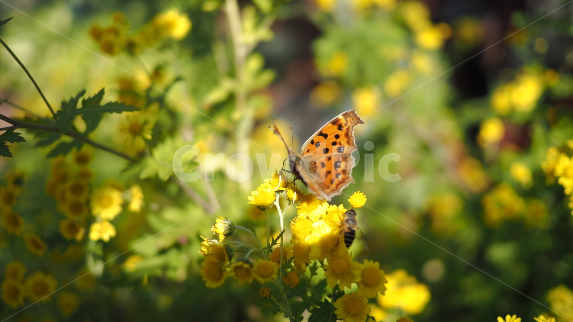나비,야생화,들꽃,꽃,노란색,butterfly,wildflower,flower,yellow,곤충,벌레,insect,bug