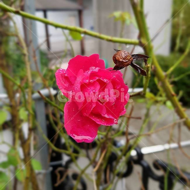 꽃,장미,장미한송이,동네,빨간장미