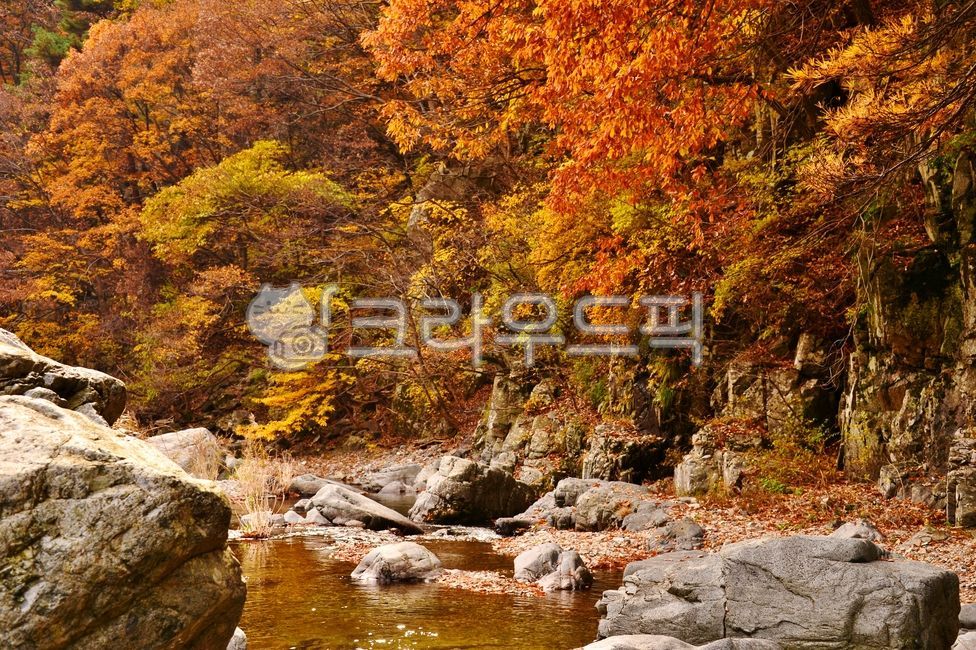 가을,단풍,산,내연산,보경사군립공원,만산홍엽,나무,식물,바위돌,개곡물,빨강색,nature,자연,water,outdoors,옥외