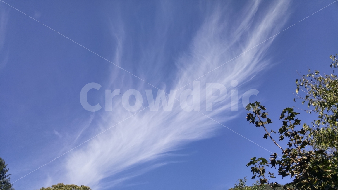 하늘,구름,나뭇잎,파란하늘,힌구름,이미지,자연,자연,풍경,nature,landscape,outdoors,옥외,azure sky,푸른 하늘,sky
