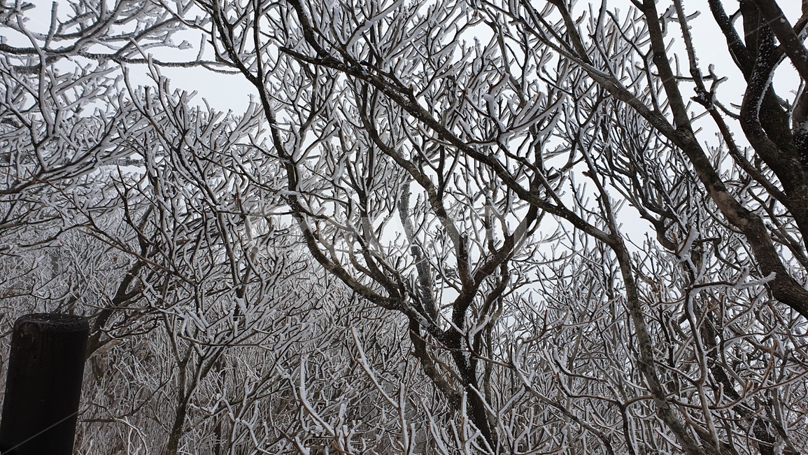 눈,겨울,눈꽃,나무,겨울나무,산,nature,자연,옥외,ice,outdoors,snow,빙