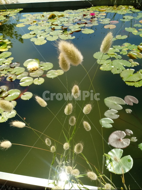수련,다년생초본식물,수생식물,이판화,쌍자엽식물,자우련,waterlily