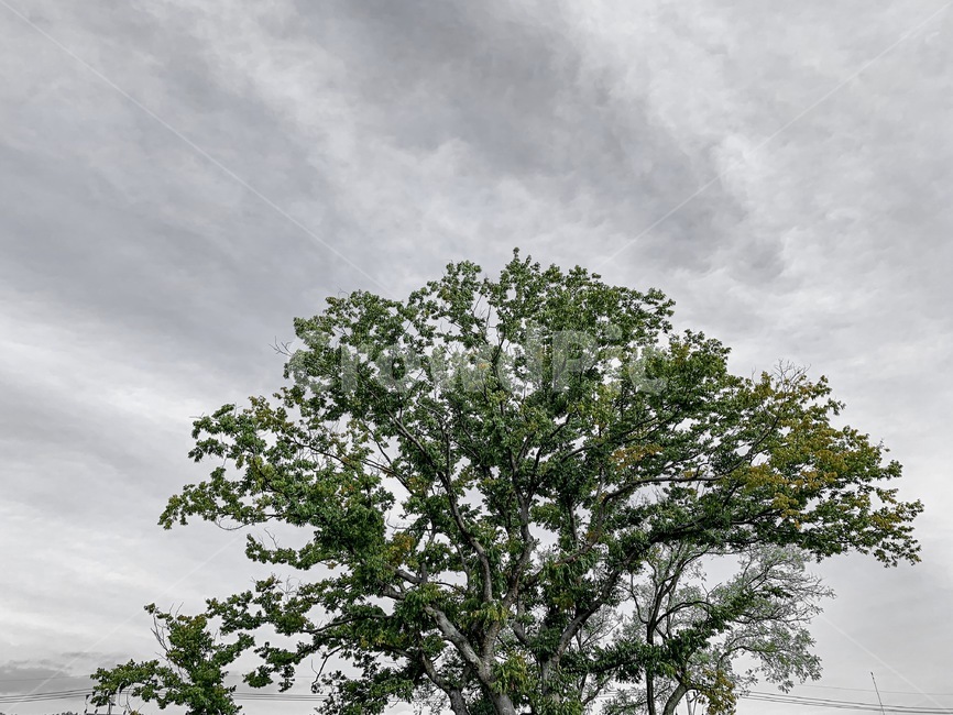 tree,나무,plant,식물,treetrunk,나무줄기,하늘,구름,흐림,초록