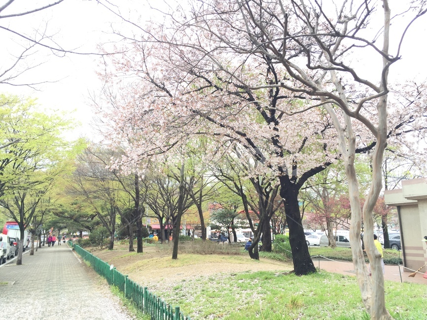 벚꽃,꽃,자연,꽃길,대구,두류공원,봄,계절,spring,season,plant,식물,blossom,flower