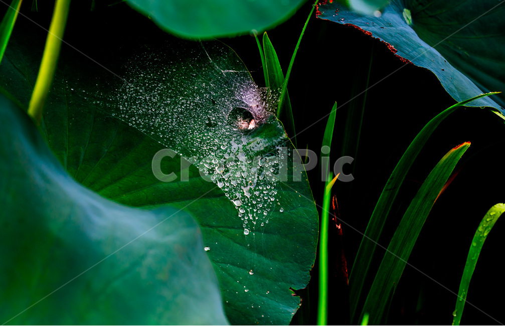 연잎,연,식물,자연,감성,낙화,꽃잎,물방울,이슬,식물,자연,plants,nature