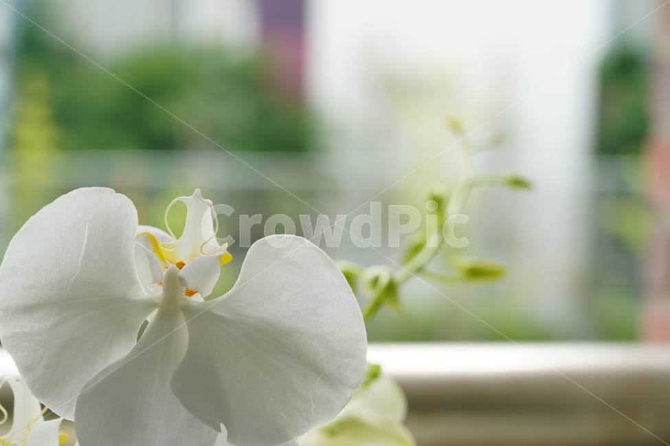 식물,화이트,흰색,꽃,나뭇가지,접사,순수,플라워,생물,생명,white,flower,감성,식물,자연,plants,nature,꽃,flower