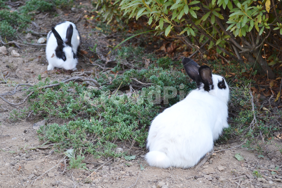 토끼,동물,소동물,점박이,rabbit,animal,포유류,mammal,동물,animal,포유류,mammal