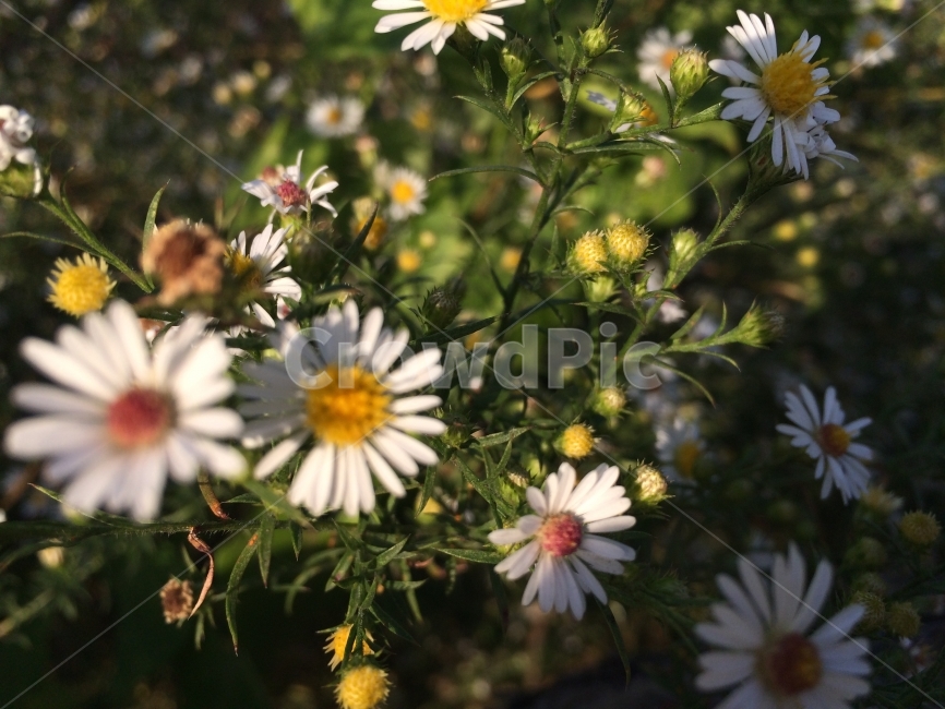 꽃,flower,자연,식물,nature,식물,자연,plants,nature,꽃,flower