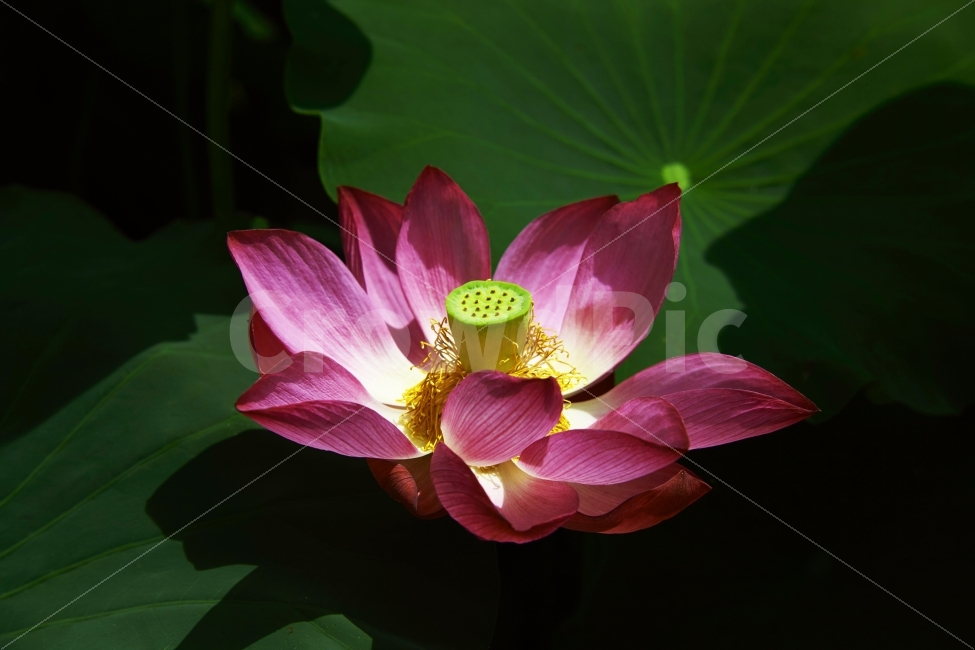 세미원,연꽃,홍연,백연,진흙,구정물,청순,가련,심성,효녀,심봉사,심청이,불교,식물,자연,plants,nature,꽃,flower