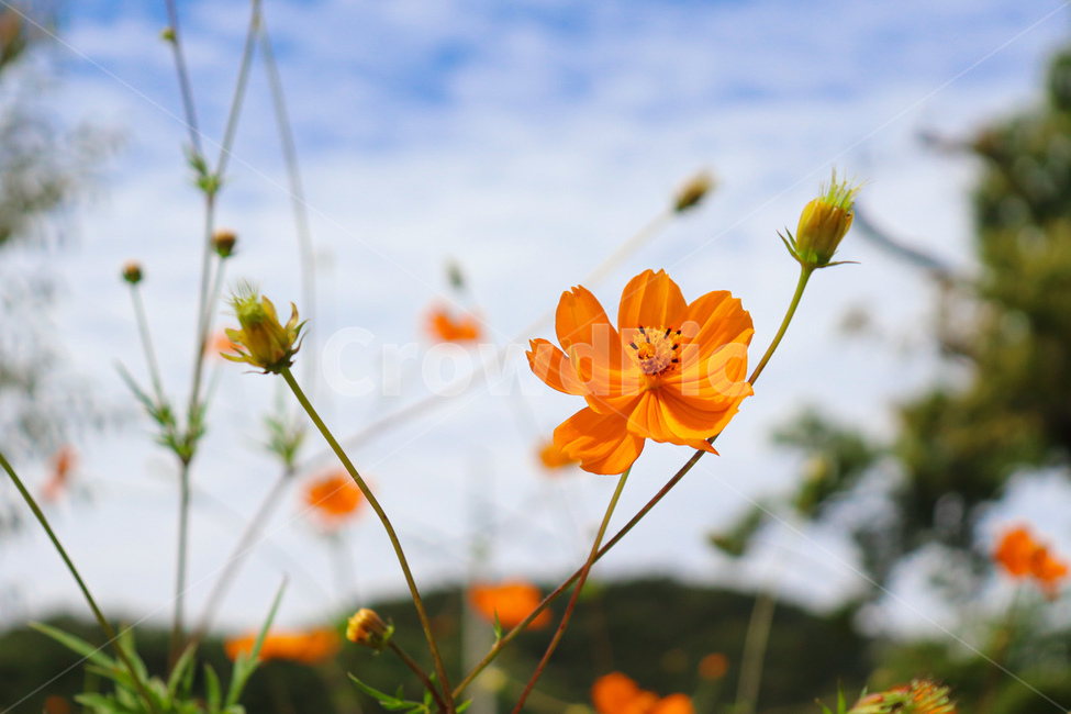 plant,식물,pollen,꽃,하늘