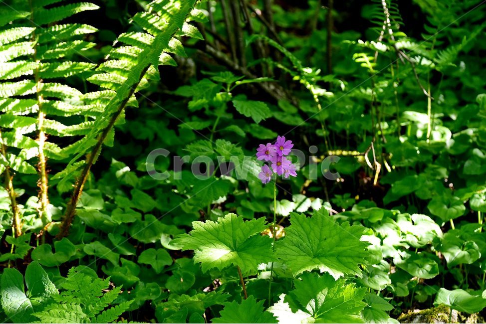 큰앵초,야생화,꽃,식물,자연,생태,플라워,flower,plants,nature,식물,자연,plants,nature,꽃,flower