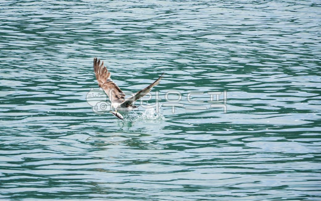 동물,갈매기,왜가리,먹이사냥,먹잇감,부리,물,바다,수면,물고기,다이빙,순간,날렵한,날샌,민첩성,바다새,조류,먹이사슬,해변,야생,야생동물,물장구,날개,날개짓,비상