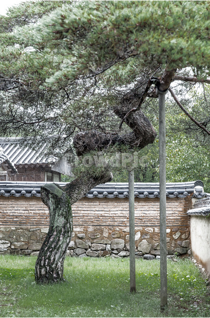 담장,정원,고택,소나무,기와,전통,한국전통,한국문화,korean traditional,korean culture,식물,자연,plants,nature,나무,trees,wood