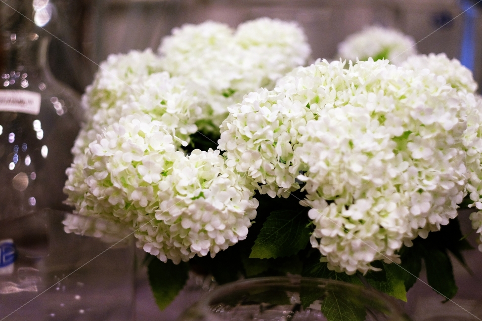 수국,꽃,꽃사진,플라워,수국꽃,힐링,꽃다발,화이트,흰색,식물,자연,plants,nature,꽃,flower