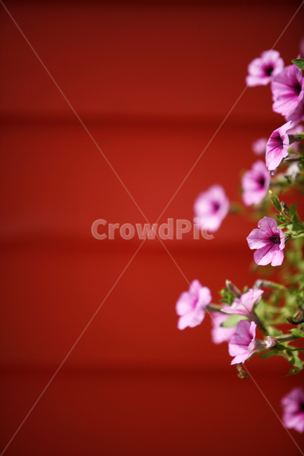 geranium,제라늄,flower,꽃,blossom,plant,식물,레드,붉은,벽,대비,감성사진,여백,핑크,초록,사랑,식물,자연,plants,nature,꽃,flower