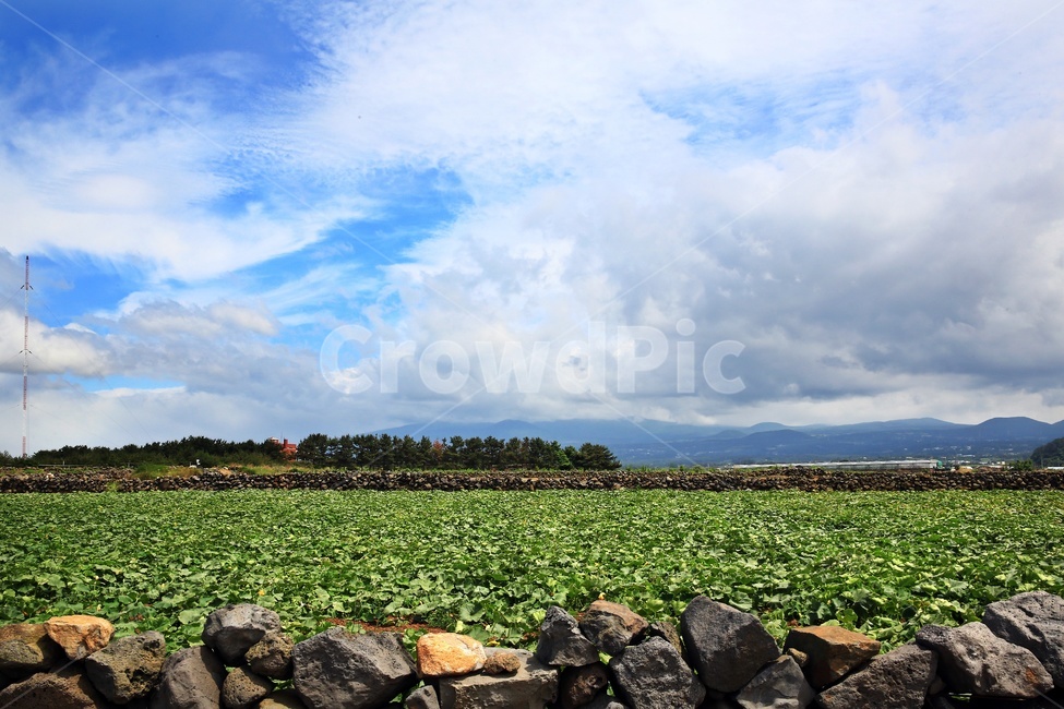 field,들,outdoors,옥외,nature,자연,제주,구름,하늘,돌,돌담장