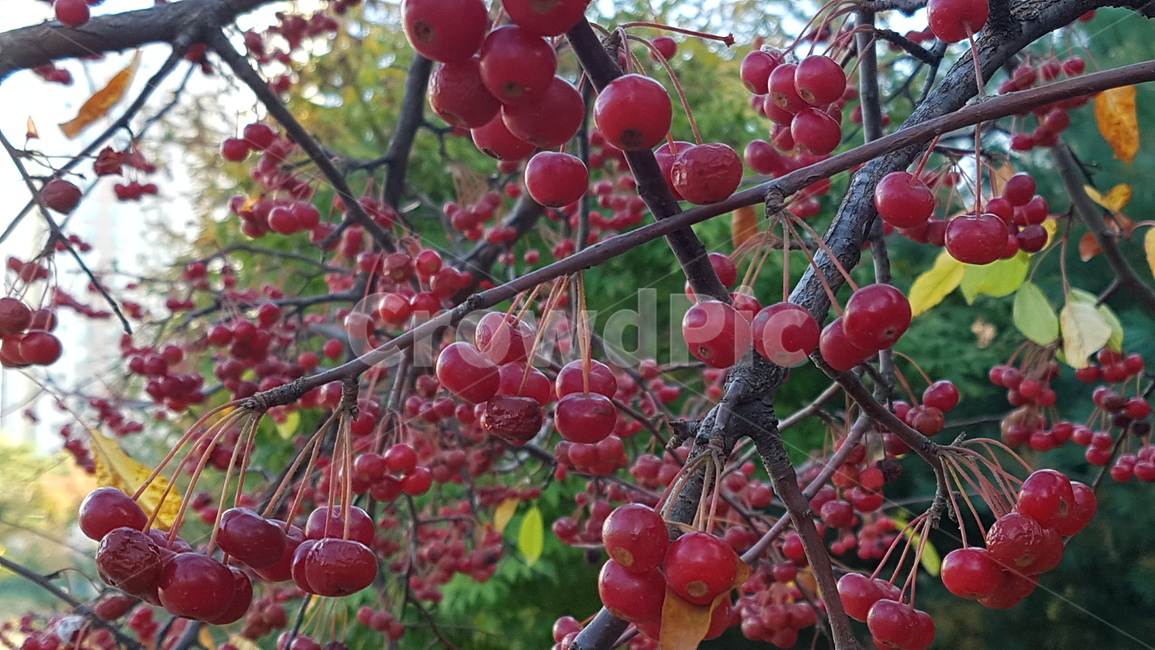 빨간열매,열매,식물,fruit,야생열매