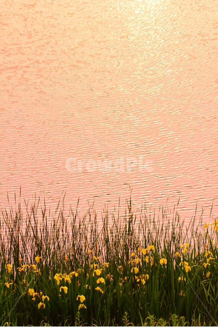 봄,봄꽃,호숫가,노랑꽃창포,꽃,물가,잔사,석양,노을,해질무렵,sunset,flowers,feeling,감성,느낌,필,분위기,sensibility,emotion,plant,lakeside,yellow,iris,노랑붓꽃,수초,물결,웨이브,wave,잔잔한,평온,힐링,은은한,평화로운,살구색,봄,계절,spring,season,자연,풍경,nature,landscape,식물,plants,꽃,flower,휴식,힐링,rest,relaxation,healing,색깔,색상,색채,색감,color sense,color sensitivity,feeling of color,grass,잔디,water,물