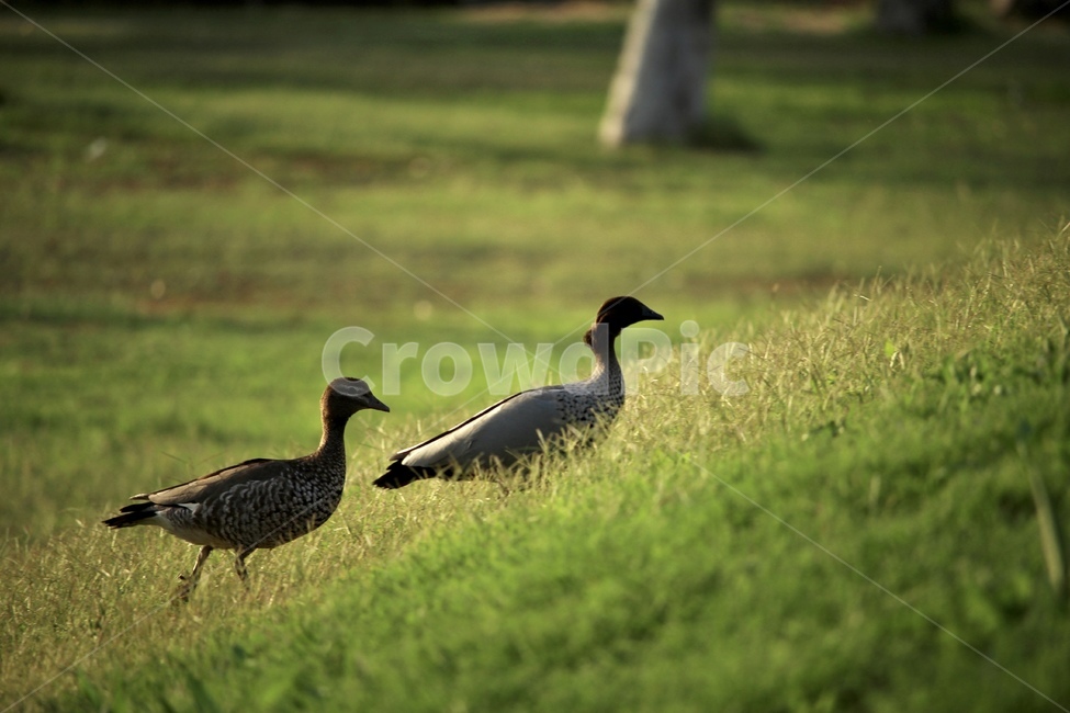 오리,동물,잔디밭,해질녘,오리두마리,언덕길,오리가족,여유로움,초록분위기,grass,duck,nature,cozy