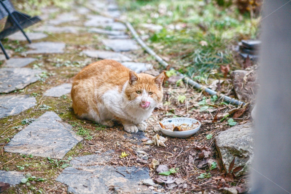 길고양이,고양이,cat,pet,animal,포유류,동물,동물,animal,포유류,mammal,고양이,cat,kitten,kitty