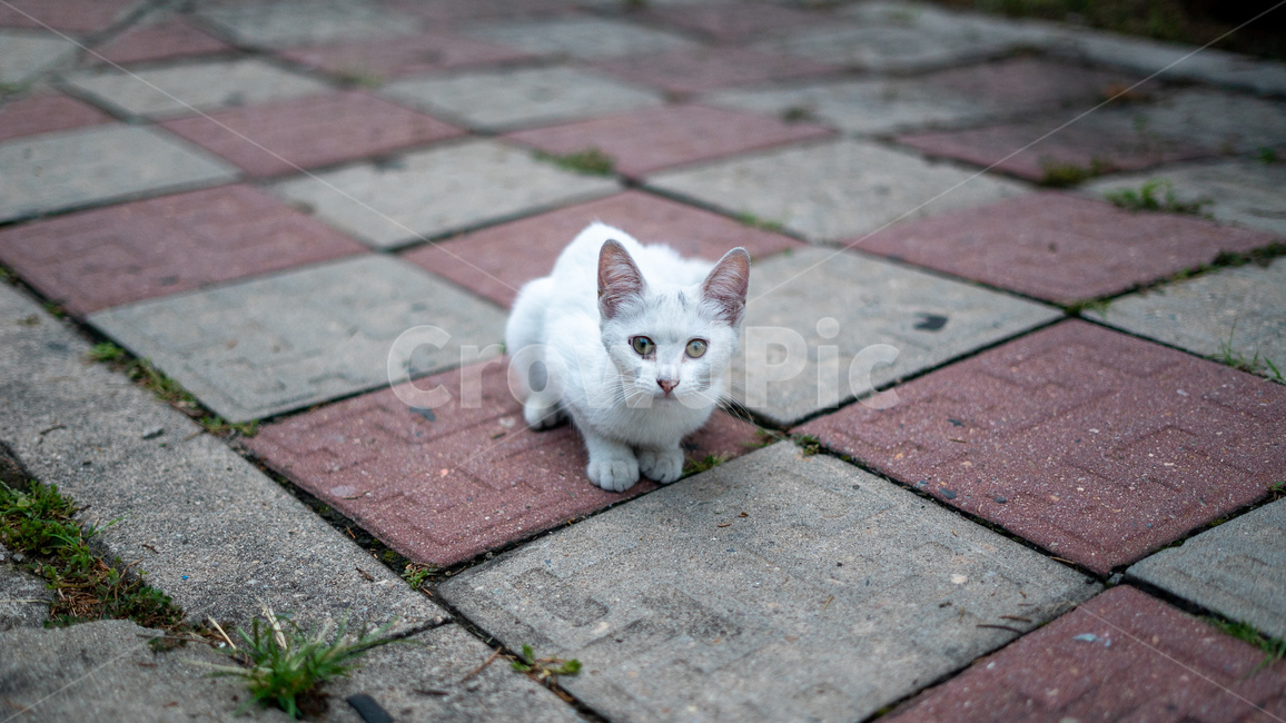 길고양이,고양이,길냥이,동물,아기고양이,새끼고양이,cat,pet,animal,코리안숏헤어,포유류,코숏,동물,animal,포유류,mammal,고양이,cat,kitten,kitty