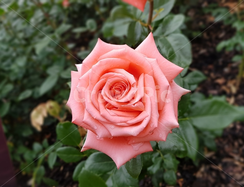 장미,꽃,자연,식물,분홍,꽃한송이,장미꽃,rose,flower,plant,nature,pink,dew,이슬,물방울,분홍색꽃,핑크색꽃