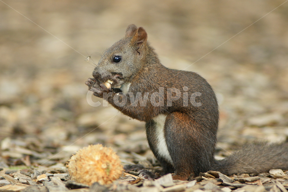 청솔모,동물,식사,야생,숲,동물,animal,포유류,mammal
