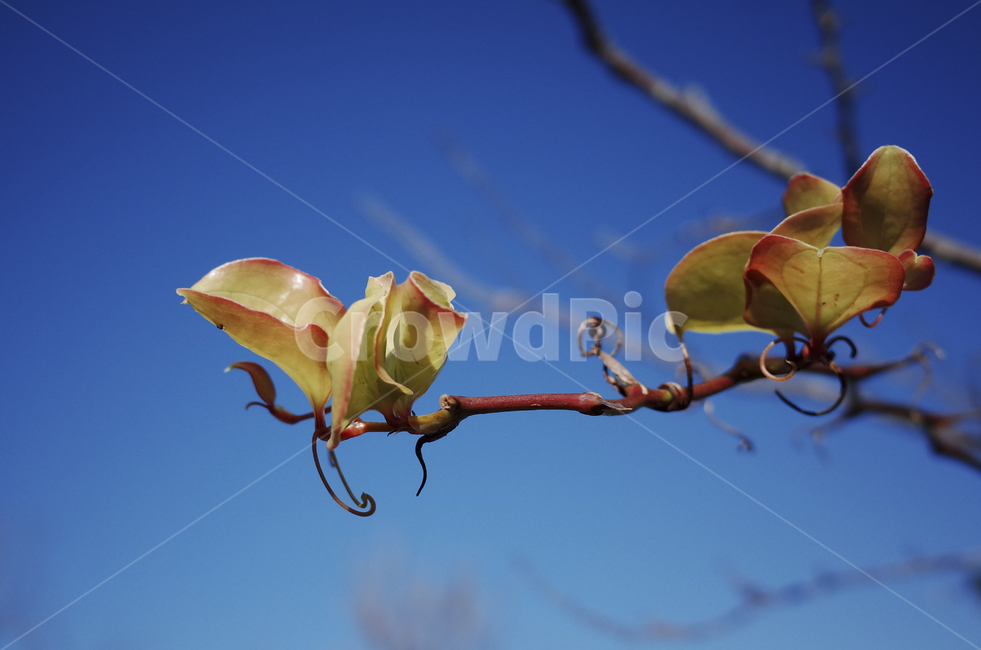 꽃,flower,color,색,들꽃,plant,식물,잎,leaf,나뭇잎,특이한,독특한,그라데이션,가을,계절,fall,autumn,season