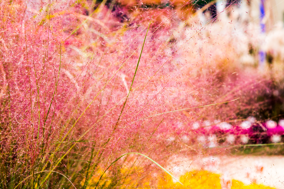 핑크뮬리,감성,자연,가을,식물,autumn,plants,nature,식물,자연,plants,nature